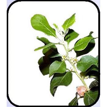 Ashwagandha (withania Somnifera)